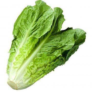 Romaine