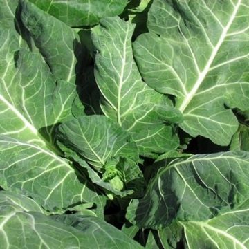 Collard