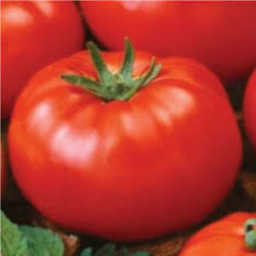 Tomato Determinate