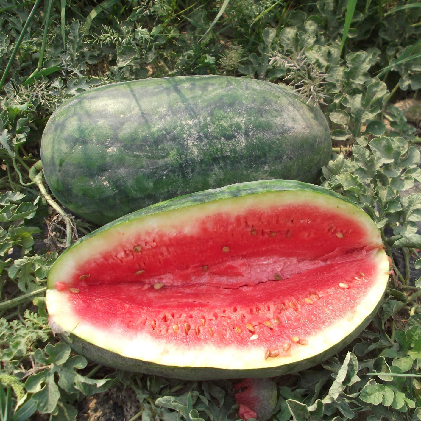 Watermelon – Congo – SPS Idaho Inc.