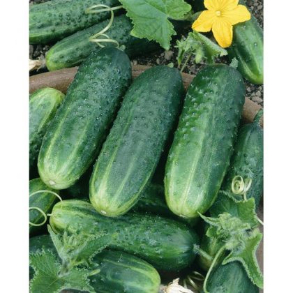 Cucumber - Carolina F1