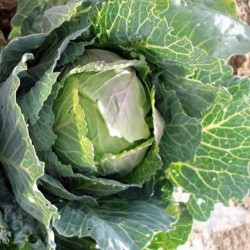 Cabbage - Copenhagen Market Early Improved