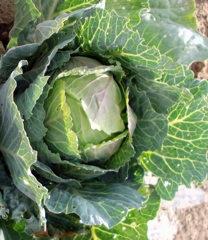 Cabbage - Copenhagen Market Early Improved