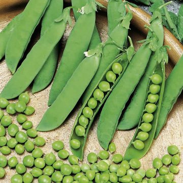 Peas