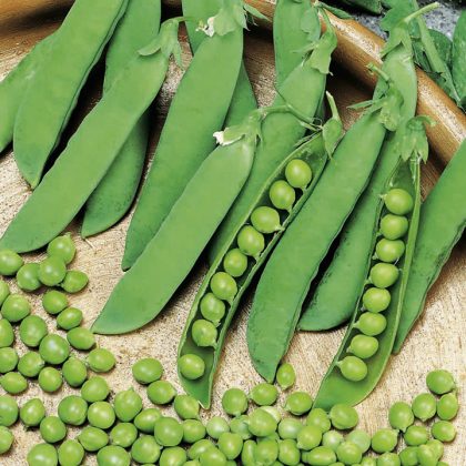 Peas - Alderman