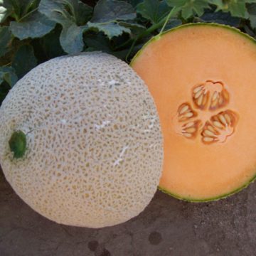 Melon