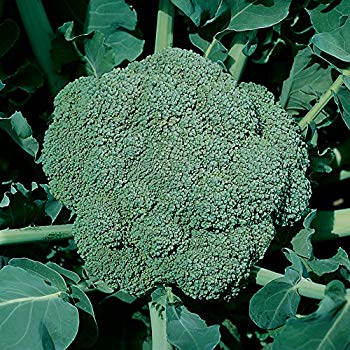 Broccoli - Deciccio