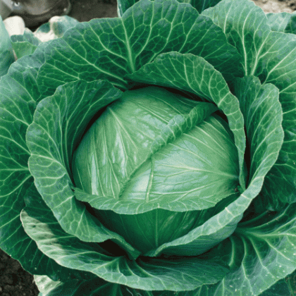 Cabbage - Brunswick