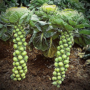 Brussel Sprouts