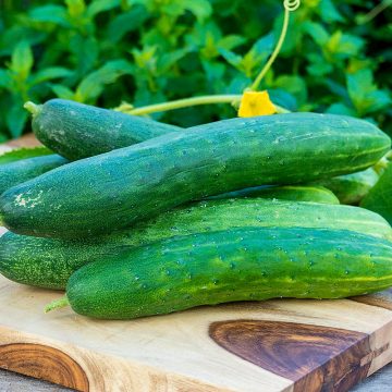 Cucumber