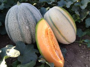 Melon - Samson F1