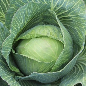 Cabbage