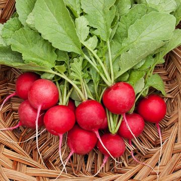 Radish - Cherry Belle