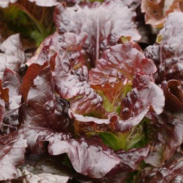 Lettuce - Romaine Cimmaron