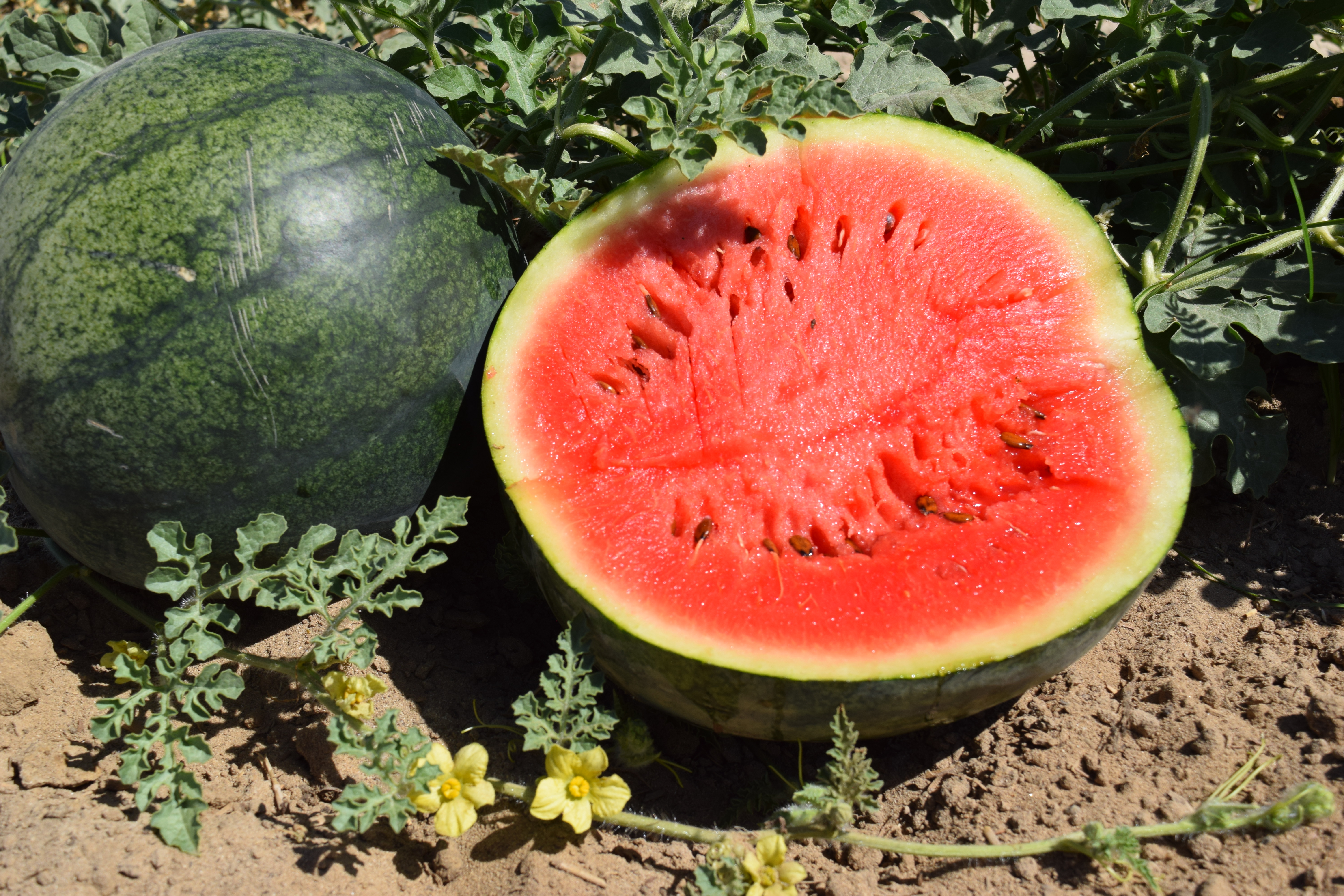 Watermelon Sugar Baby SPS Idaho Inc 