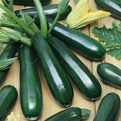 Squash - Zucchini Dark Green