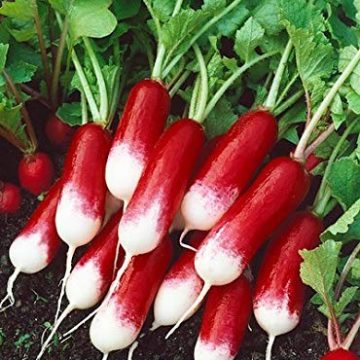 Radish - French Breakfast