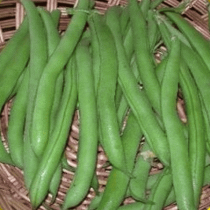 Bean - Harvester