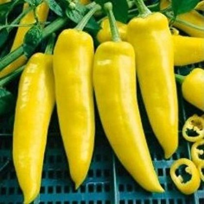 Peppers - Hungarian Yellow Wax