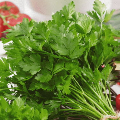 Parsley - Italian Giant