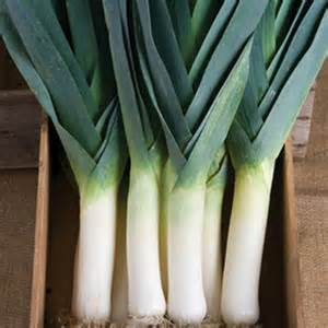 Leek