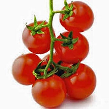 Tomato - Large Red Cherry