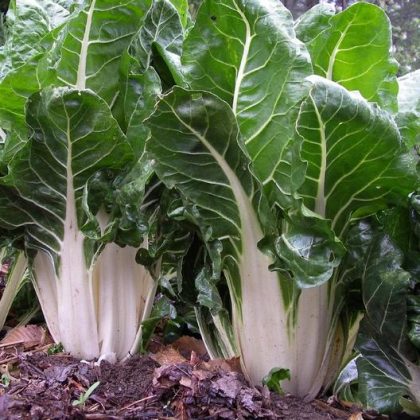 Swiss Chard - Large White Ribbed