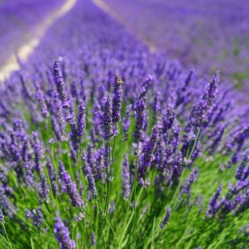 Herb - Lavender Vera