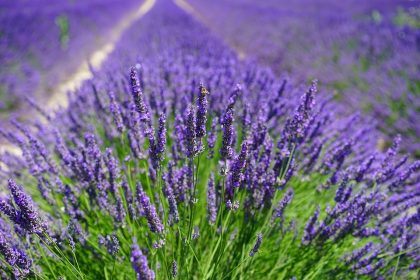 Herb - Lavender Vera