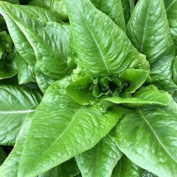 Lettuce - Amish Deer Tongue Green