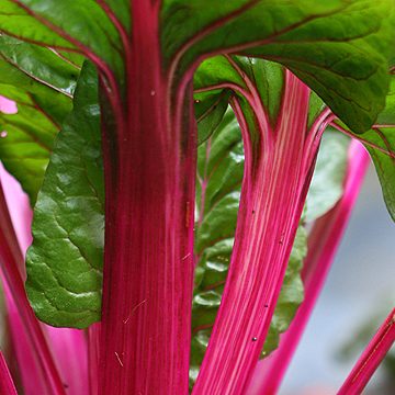 Swiss Chard - Magenta Sunset