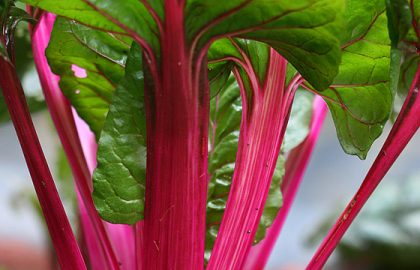 Swiss Chard - Magenta Sunset