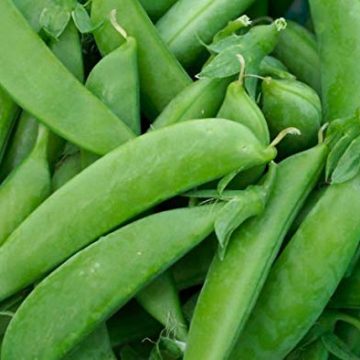 Peas - Mammoth Melting Sugar