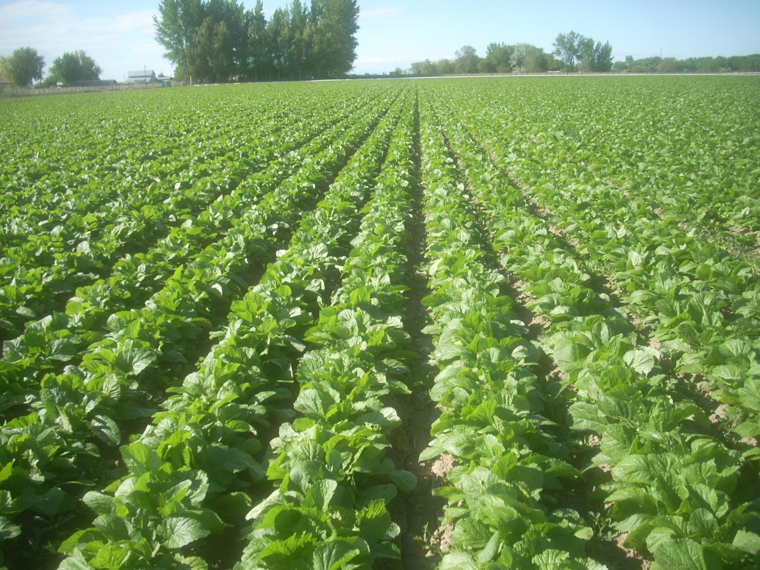 Mustard Florida Broadleaf SPS Idaho Inc.