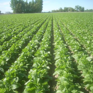 Mustard - Florida Broadleaf