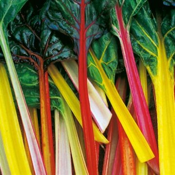 Swiss Chard