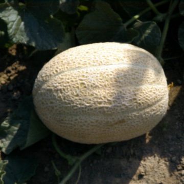Melon - Hale's Best Jumbo