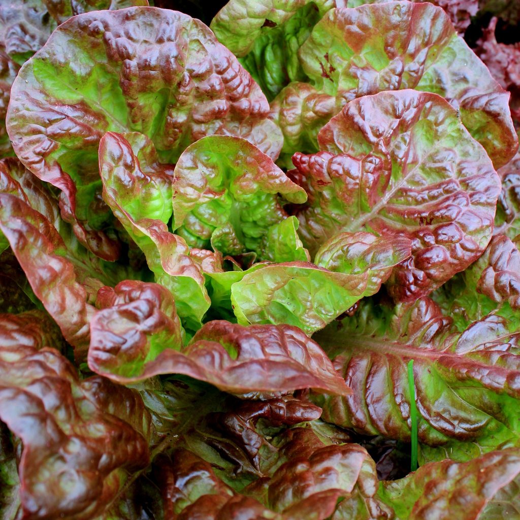 lettuce selway