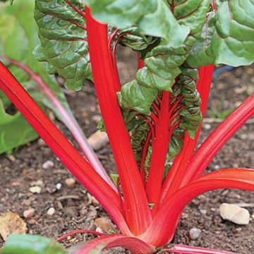 Swiss Chard - Ruby Red