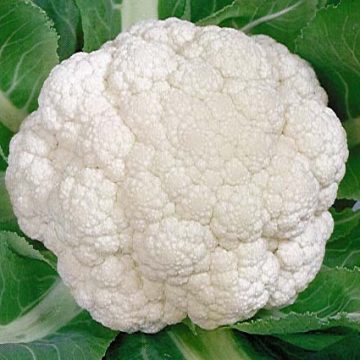 Cauliflower - Snowball Y Improved