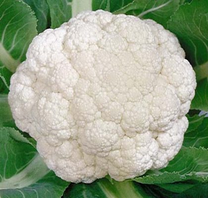 Cauliflower - Snowball Y Improved