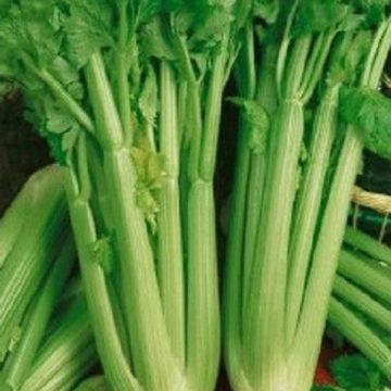 Celery