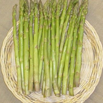 Asparagus