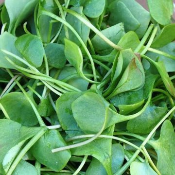 Curled Peppergrass garden cress