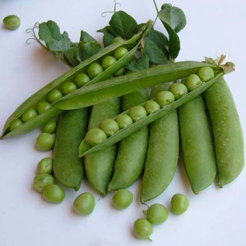 Peas - Utrillo