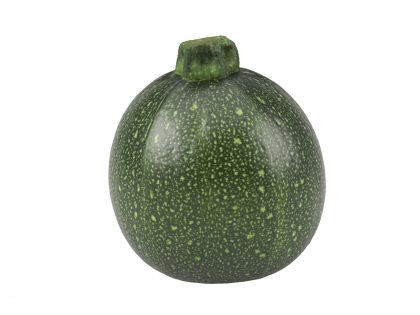 Squash - Zucchini Round