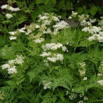 Herb - Anise