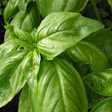 Herb - Basil Italian Large Leaf