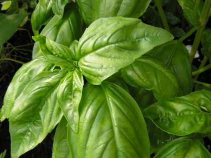 Herb - Basil Italian Large Leaf