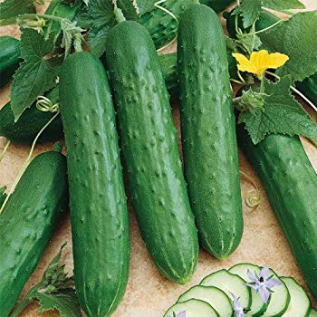 Cucumber - Burpless Bush Slicer F1